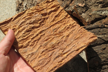 １枚　樹皮　コルク板　15×15ｃｍ（厚約10ｍｍ前後）洋蘭　原種　チランジア　platycerium　ビカクシダ　ラン　コルク　樹皮　_画像2
