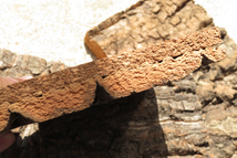 特殊コルク　2層　1枚　樹皮　コルク板　15×15ｃｍ（厚約20ｍｍ前後）洋蘭　原種　　platycerium　ビカクシダ　ラン　コルク_画像2