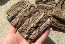 20枚セット　　樹皮　コルク板　10×8ｃｍ（厚約10ｍｍ以下）洋蘭　原種　チランジア　エアープランツ　小型　ビカクシダ　ラン　コルク_画像3