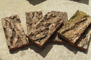 5枚　特殊コルク　2層　樹皮　コルク板　10×20ｃｍ（厚約15-30ｍｍ）洋蘭　ビカクシダ　platycerium　小型　ビカクシダ　ラン　コルク