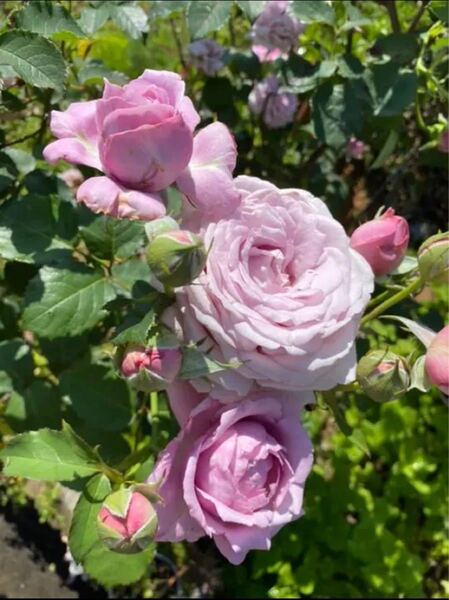 薔薇の苗 シャルム バラ苗