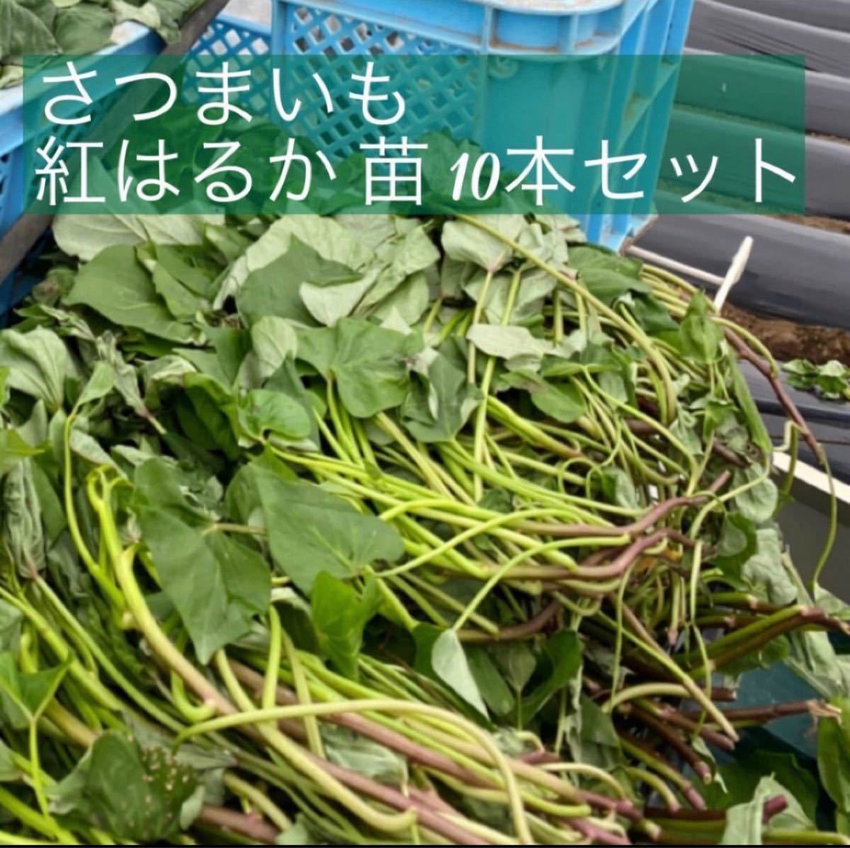 格安SALEスタート! 1000本 紅はるか 苗 1000本 紅はるか苗