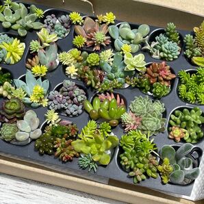 多肉植物 カット苗 セット♪