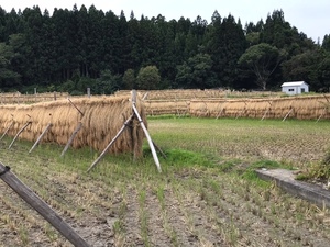 21年産　青森県産　検査1等米　つがるロマン玄米24kg