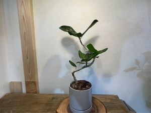 フィカス・ベンガレンシス 曲がり(ゴムの木) 陶器プランター付