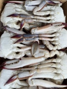  largish 2L size .12 case bargain sale [ business use ] [ cut . migration .2L] migration gani! raw cold crab! pasta! soup optimum 0