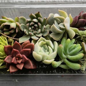 【匿名配送】多肉植物 カット苗 詰め合わせセット エケベリア セダム クーポン消化