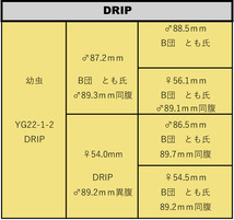 【 DRIP 】◆能勢YG血統◆　オオクワガタ　初・2令幼虫 　8頭（87.2(89.3mm同腹）×54.0㎜）+　試着保証分１頭_画像4