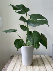 モンステラ デリシオサ 高さ約60㎝⑧