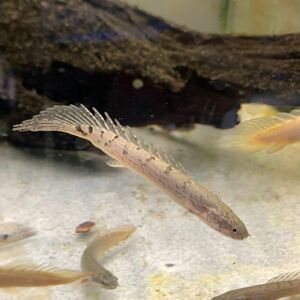 熱帯魚　ポリプテルス・デルヘッジ　※雄雌のご指定不可　古代魚　大型魚
