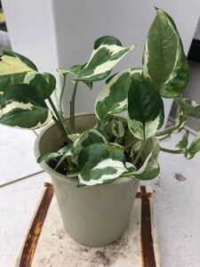 ポトスエンジョイ ポトス 抜き苗 苗 観葉植物 水耕栽培