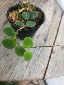 ホヤ セルペンス 挿木完了 苗 観葉植物 サクララン ポットごと