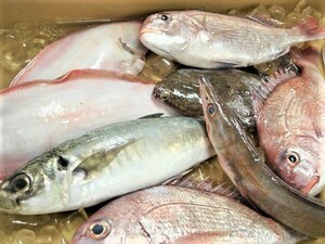  чёрный . свежая рыба ... случайный . свежая рыба комплект большой для бизнеса стоимость . идзакая бар поставщик sashimi . рыба . рыба бесплатная доставка . мир море. . оптовый склад 
