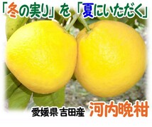 愛媛 宇和島 吉田産 河内晩柑 訳あり5kg 爽やかジューシーな夏の柑橘 送料無料 北海道・沖縄・東北は別途送料 宇和海の幸問屋_画像8