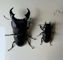 スマトラオオヒラタ 幼虫８頭 大型極太血統 ①_画像1