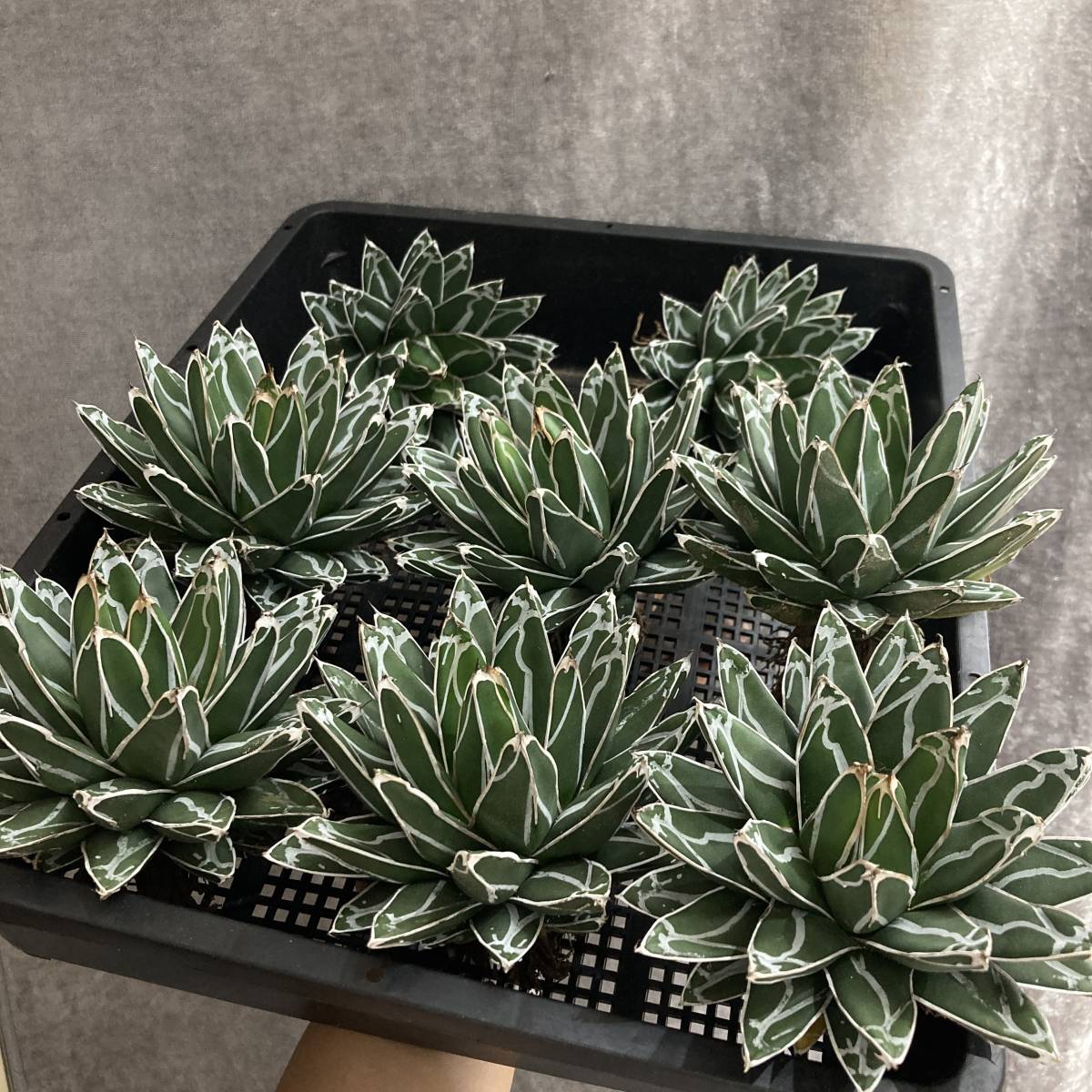 ブラック系超歓迎 g21 アガベ 多肉植物 笹の雪 濃白株 20株 植物/観葉 ...