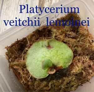ビカクシダ ビーチー ベイチー レモイネイ 子株 Platycerium veitchii lemoinei 