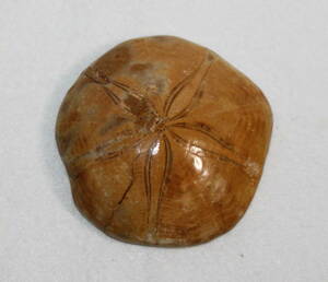 ウニ化石　約132g 最大径約72mm　★送料無料　タコノマクラ（蛸の枕）中心部が膨らんでいて、花びらのような歩帯（五芒星）が特徴的 A041