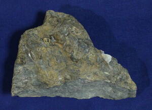 希少　石燕　母岩付き　キルトスピリファ－ ★送料無料　未研磨化石　化石　重さ約2,709g A085