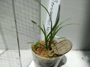 Beaucarnea recurvata　実生 2021/11播種 原種 多肉植物 塊根植物 コーデックス ボーカルネア ビューカルネア ノリナ トックリラン