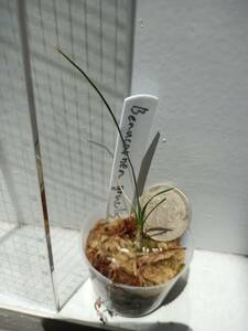Beaucarnea gracilis　実生 2021/11播種 原種 多肉植物 塊根植物 コーデックス ボーカルネア ビューカルネア ノリナ トックリラン