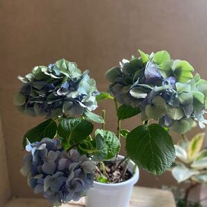 秋色紫陽花アジサイ