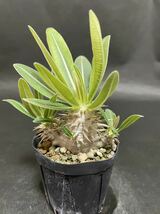 No.2 パキポディウム デンシフローラム 実生苗　Pachypodium densiflorum 多肉植物 コーデックス 塊根植物 サボテン_画像1