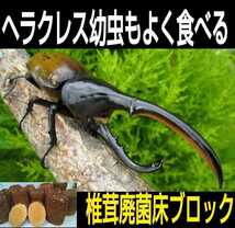 カブトムシ幼虫の栄養強化に！椎茸廃菌床【20ブロック】発酵マットに埋め込むと幼虫が潜り込みモリモリ食べて大きくなる！クヌギ100％原料_画像10