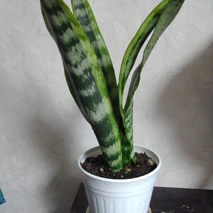 観葉植物 サンスベリア