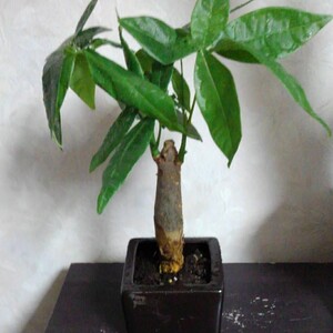 観葉植物 パキラ