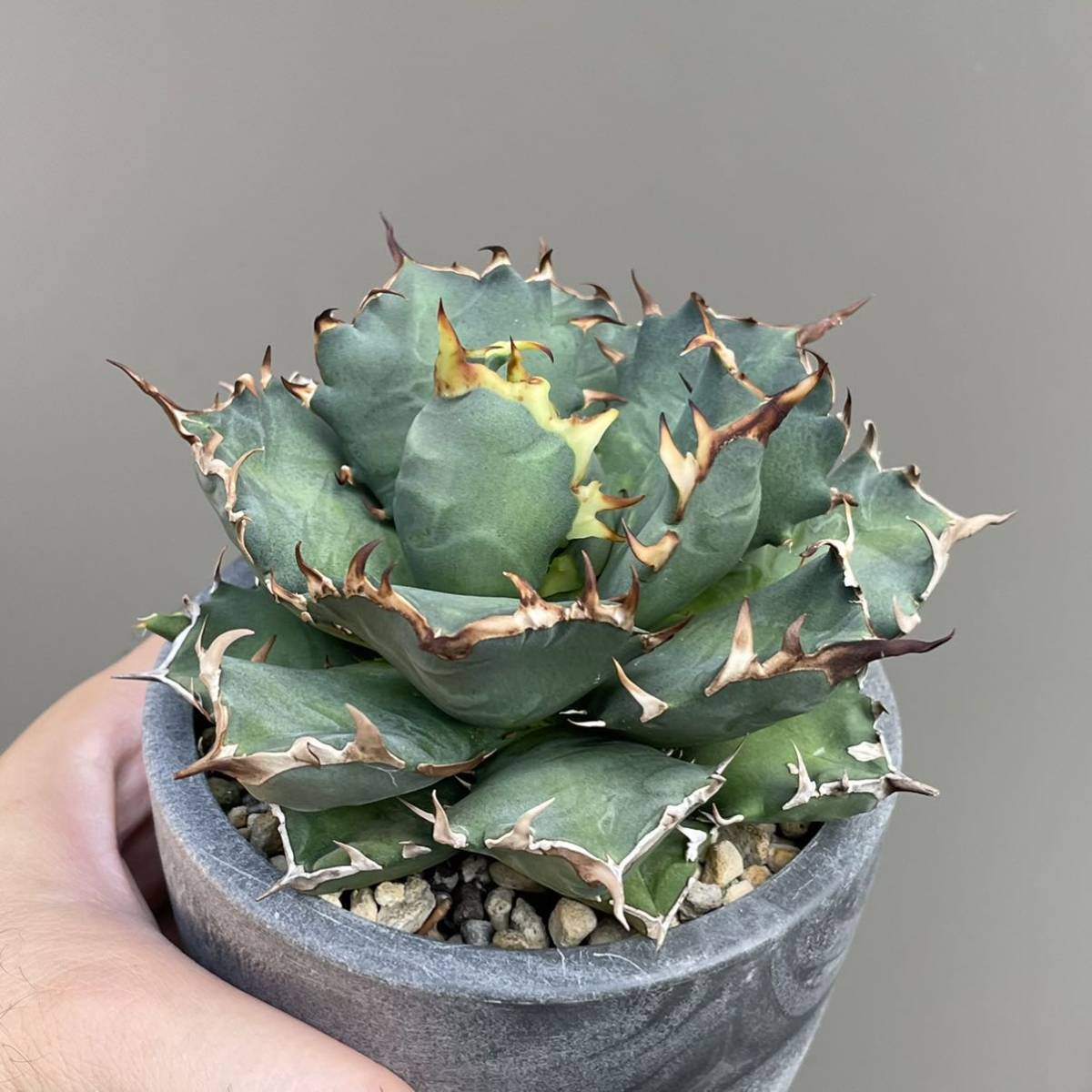 植物くん様専用 africacataracts.org