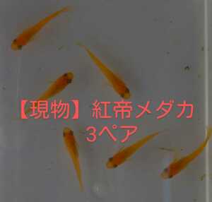 【現物】楊貴妃紅帝メダカ若魚×3ペア