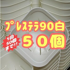 プレステラ90 白 50個 スリット鉢 プラ鉢 3号鉢 相当 植木鉢 多肉植物