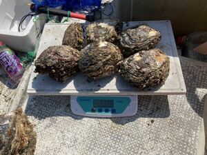 天然岩牡蠣　特大　6個5kgです。