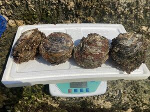 旬の天然岩牡蠣　超特大　4個5kg 