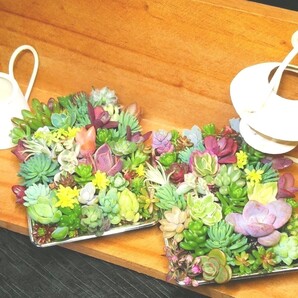 飾り方色々 多肉植物セダムの小さな寄せ植え 2個セット 25種類以上(写真のもの2個)