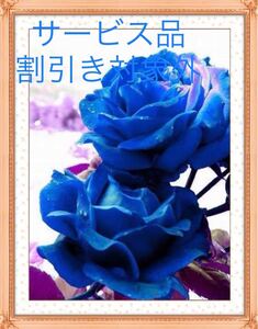 クロスステッチキット 青い薔薇(11CT、図案印刷あり)