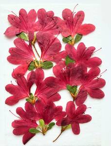 Прессованые цветы I-02 засушенный цветок ... красный ... имеется засушенный цветок материалы засушенный цветок искусство цветок материал купить NAYAHOO.RU