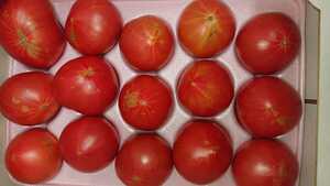 長崎県産「フルーツトマト」糖度10度以上～ドルチェドリーム４本セット