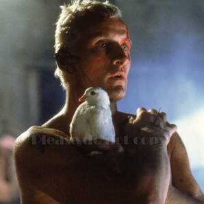 1982年 映画 Blade Runner レプリカント ブレードランナー Rutger Hauer ルトガー・ハウアー 大きなサイズフォトの画像1