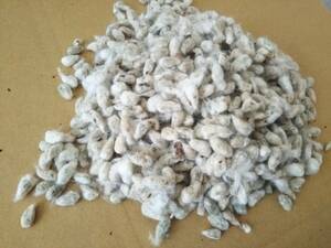  cotton real 10kg animal. feed (. charge )