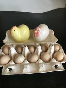 ニワトリ　鶏　 種卵10個 有精卵