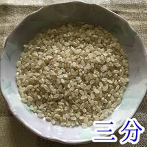 コシヒカリ 5kg 減農薬 茨城県 令和3年(2021) おこめ 白米(玄米可)_画像6