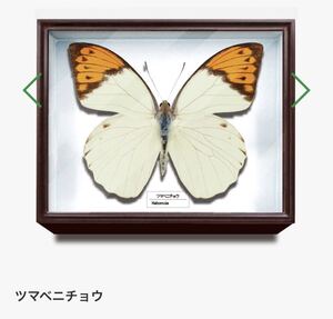 美しい蝶の値段と価格推移は 52件の売買情報を集計した美しい蝶の価格や価値の推移データを公開 美しい蝶の値段と価格推移は 52件の売買情報を集計した美しい蝶の価格や価値の推移データを公開