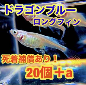 ドラゴンブルーメダカの値段と価格推移は 109件の売買情報を集計したドラゴンブルーメダカの価格や価値の推移データを公開 ドラゴンブルーメダカの値段と価格推移は 109件の売買情報を集計したドラゴンブルーメダカの価格や価値の推移データを公開