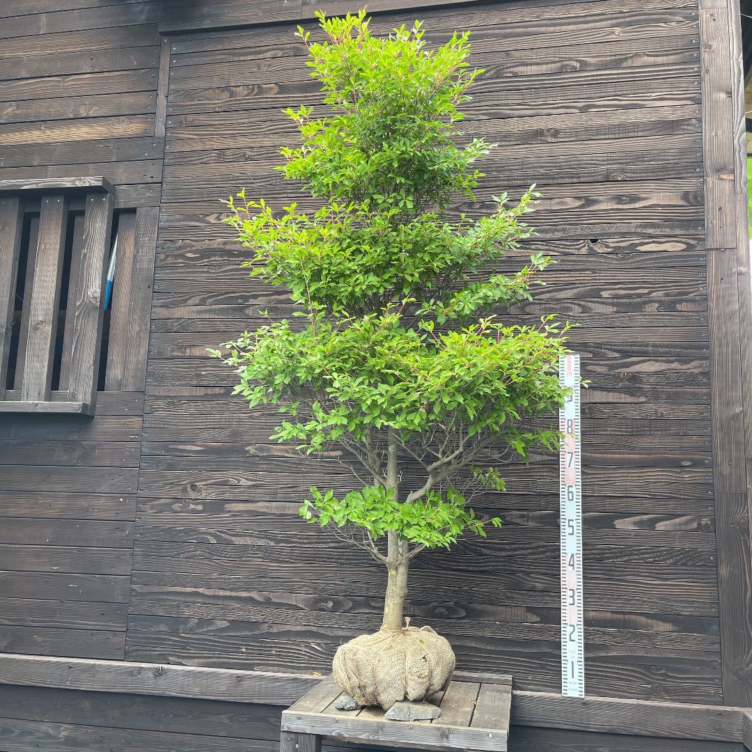 最大30%OFF fongc.org バイカツツジ・自然樹形・良形良株【現品】管理