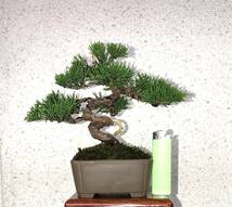 【糸魚川真柏】、ミニ盆栽、模様木、捻転、樹高12、5cm。_画像2