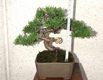 【糸魚川真柏】、ミニ盆栽、模様木、捻転、樹高12、5cm。_画像3