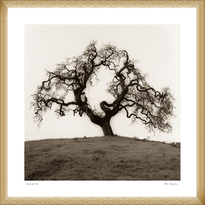 Hillside Oak Tree(アラン ブラウステイン)額装済ポスター