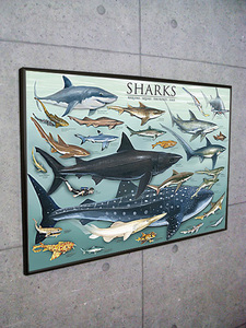 額装済/30%OFF!!/ポスター/アート/Sharks